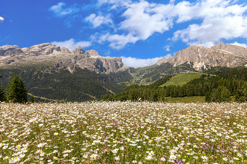 Alpine meadow in the swiss alps (Spitzfluh / Canton Fribourg)