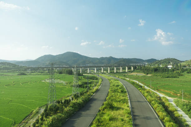 Rice fields on both sides of the road
