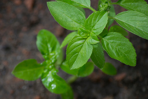 Basil Plant (Ocimum Basilicum L. - Lamiaceae), Where You See Many Leaves, Bottom Substrate or Soil Where It Is Planted.