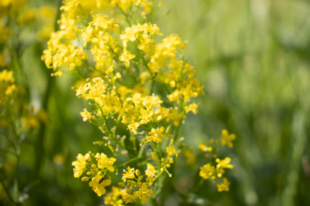 istock yellow flowers on a green background 1427254192
