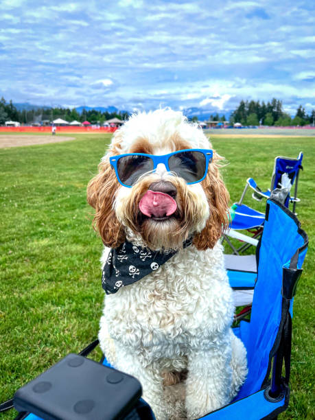 Labradoodle Posing poodle color image animal sitting stock pictures, royalty-free photos & images