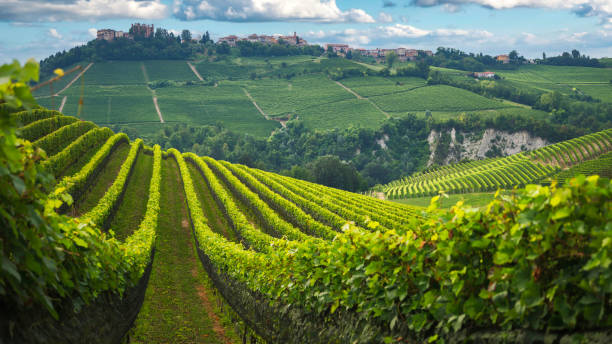 Langhe vineyards panorama, near Barolo, Unesco Site, Piedmont, Northern Italy Europe stock photo