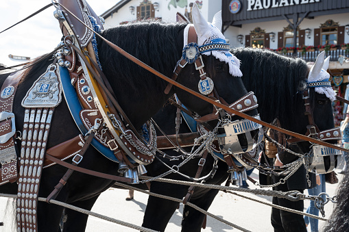 Munich, Germany - September 21, 2022: Horses with harnesses of the Augustiner-Bräu brewery at the Oktoberfest 2022.