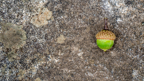 Close-up of a green acorn with a stone background.