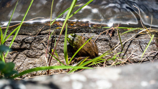 Frog and tadpole (Canary Islands - E)