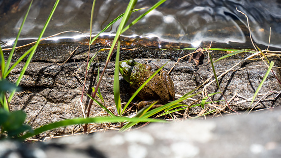 Green and Gold frog resting on rock creekbed  