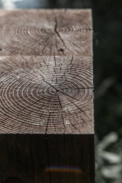 istock texture. a cut of a tree. wooden surface. brown board 1427265799