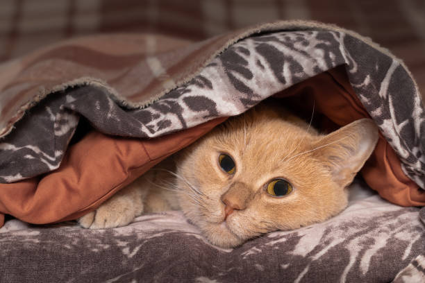 istock the cat lies on the bed under the blanket 1427265912