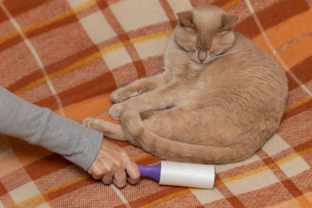 istock man cleans a blanket from cat hair 1427266038