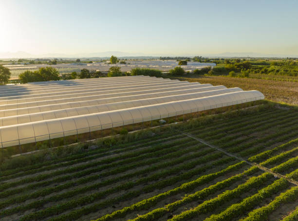 istock Aerial view of lettuce field 1427266609