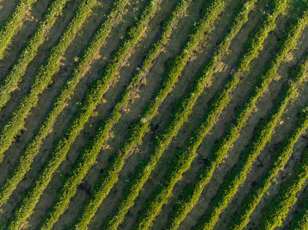 istock Aerial view of lettuce field 1427266658