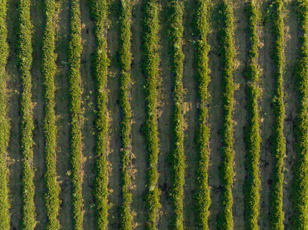 istock Aerial view of lettuce field 1427266684