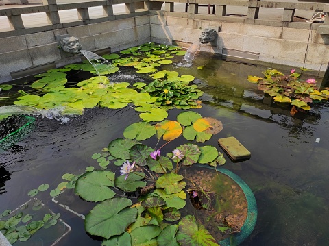 Hong Kong, September 2022 : Lotus pond garden, Nan Lian Garden. The Nan Lian Garden is a public garden built in the clasic Chinese style amidst the high-rise apartments of Diamond Hill in Hong Kong