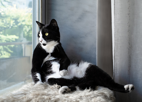 sitting on the windowsill black and white cat at home