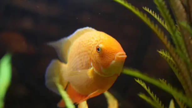 Golden fish swimming in glass tank with green water plant. Close for the amazing goldfish face and tail with green plants on dark background.