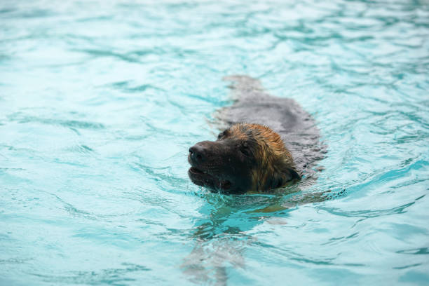 istock German shepherd dog swimming in pool 1427274687