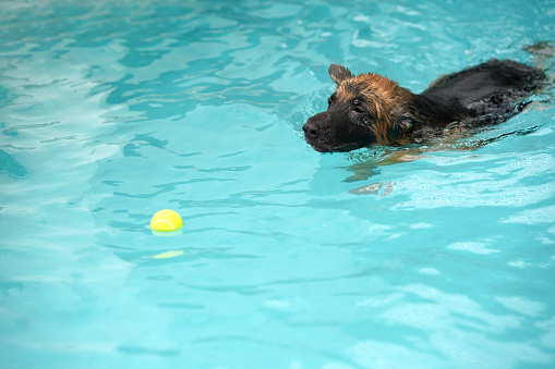 German shepherd dog swimming with ball