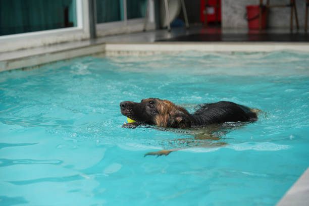 istock German shepherd bite ball in swimming pool while fun fetching 1427274785