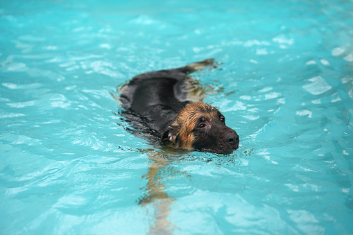german shepherd dog swimming in pool