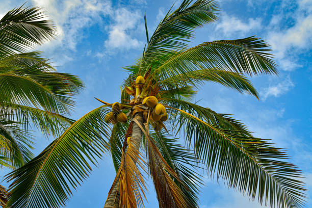 istock Palm tree with coconuts and blue cloudy sky in background on Hawaii, USA 1427274924