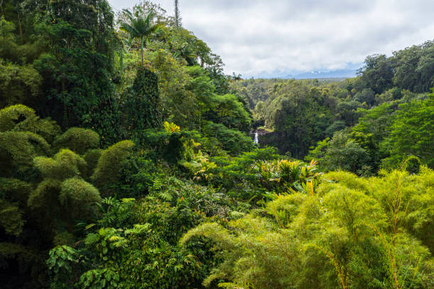 exuberante selva tropical del parque estatal akaka falls - hawaii islands big island waterfall nobody fotografías e imágenes de stock