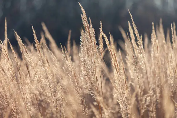 Photo of Abstract natural background of soft Pampas grass on a blurry dark bokeh. Fluffy stems of tall grass in autumn, fall background. Selective focus.