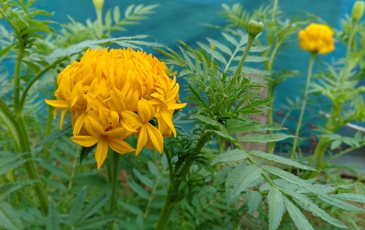 Yellow marigold flowers blooming in the garden