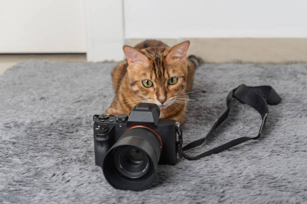 istock Bengal cat lies next to the camera on the carpet. 1427276732