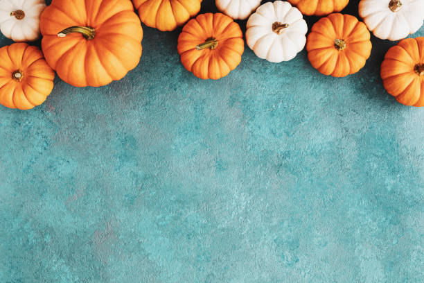 Autumn Thanksgiving background. White and orange pumpkins harvest top view. stock photo