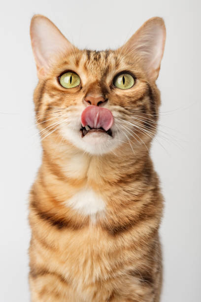 portrait d’un chat bengal à poil court en gros plan sur fond blanc. - bengal cat photos et images de collection