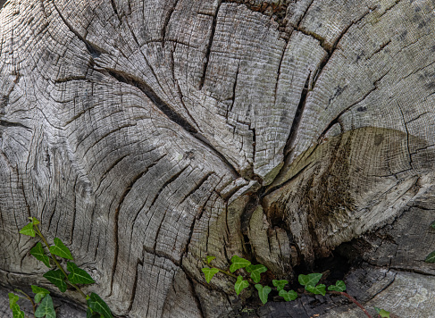 Weathered Wooden Tree Log with Moss