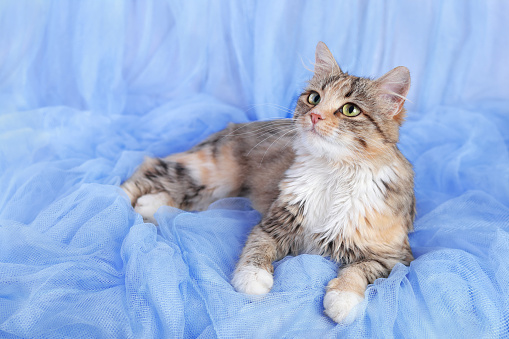 Cat rests on a blue background. Pets. Cute Cat looks up . Beautiful Kitten resting. Kitten with big green eyes. Pet. Without people. Copy space. Animal background.