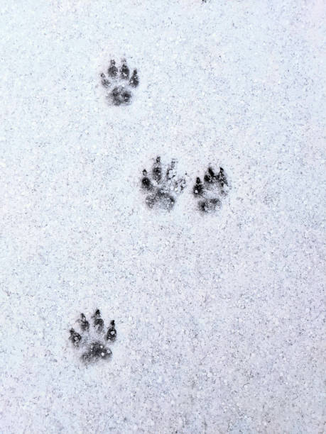 istock Footprints left by a dog in snow 1427279141