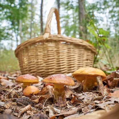 edible Greville's bolete, Suillus grevillei and a basket to collect in autumn in the forest