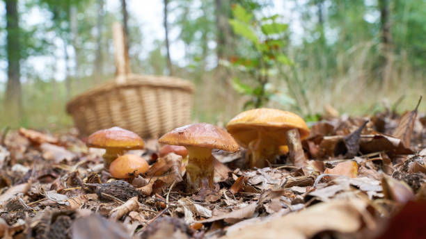 edible Greville's bolete, Suillus grevillei and a basket to collect in the forest stock photo