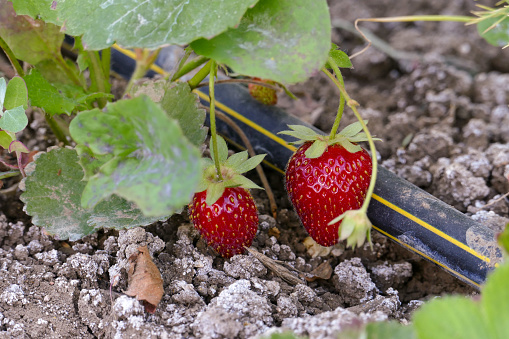 crimson natural strawberry fruit, strawberry cultivation in the soil, natural healthy ripe strawberries,