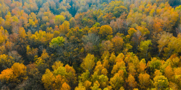 Autumn forest drone photography. Protection of nature. Sunny day. Sunset. Flying above earth. Nature background. Atmospheric landscape. Yellow trees in forest. October stock photo