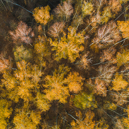 Autumn forest drone photography. Protection of nature. Sunny day. Sunset. Flying above earth. Nature background. Atmospheric landscape. Yellow trees in forest. October