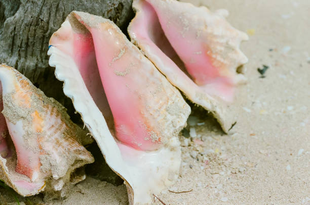 conchas na praia - queen conch - fotografias e filmes do acervo