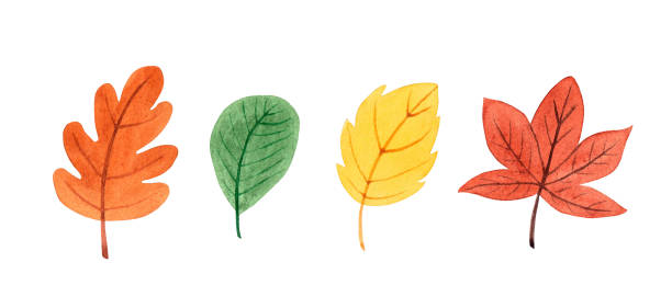 istock Watercolor leaves set. Hand drawn autumn illustration, isolated on white background 1427284084