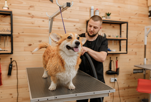 Professional male pet groomer dry Welsh Corgi Pembroke dog fur with a hair dryer after washing in beautician salon. Grooming concept