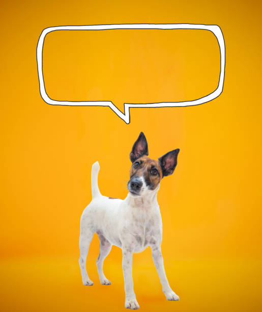 istock Funny smooth fox terrier with tilted head against orange background with drawn speech bubble. 1427287602