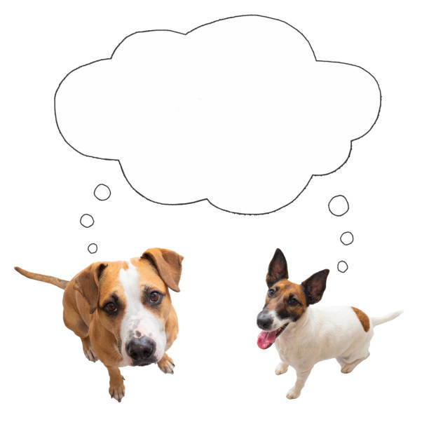 istock Two funny dogs looking at camera with speech bubble, isolated image. 1427288400