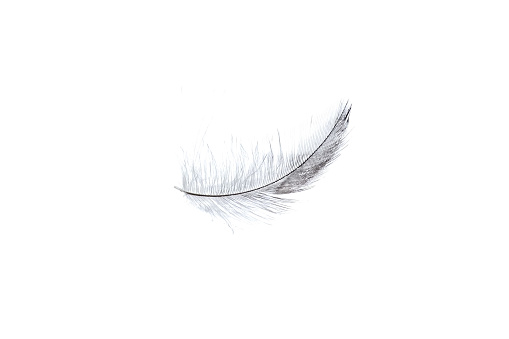 Feather floating in the air