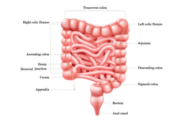 腸の解剖学。十二指腸、結腸および空腸を有する人体消化器系腸インフォグラフィック。内腹部器官。医学教育、病院や学校のバナー。リアルな3dベクターイラスト - descending colon点のイラスト素材／クリップアート素材／マンガ素材／アイコン素材