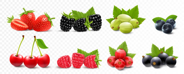 pyszna świeża mieszanka jagód dzikich i ogrodowych - truskawka, malina, je�żyna, agrest, wiśnia, porzeczka, żurawina i jagoda z zielonymi liśćmi, izolowana na białym tle. realistyczna ilustracja wektorowa 3d. - blackberry fruit mulberry isolated stock illustrations