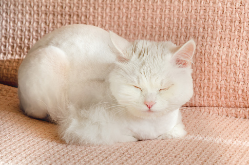 cute white fluffy cat of the Angora breed is napping on a pink blanket, tucking his paws. white turkish angora resting on the sofa in the sun