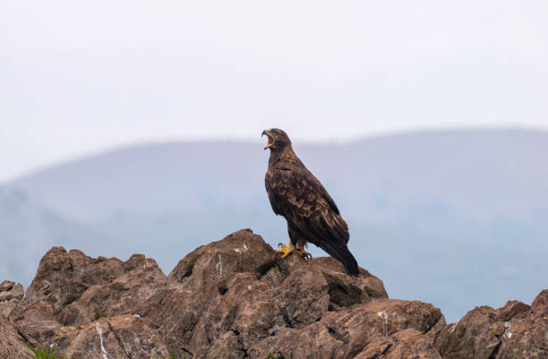 istock A majestic golden eagle in Spain. 1427290509