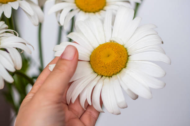 istock A bouquet of large daisies in a vase on a white background. Medium plan, selective snapshot. Selective focus. 1427291407
