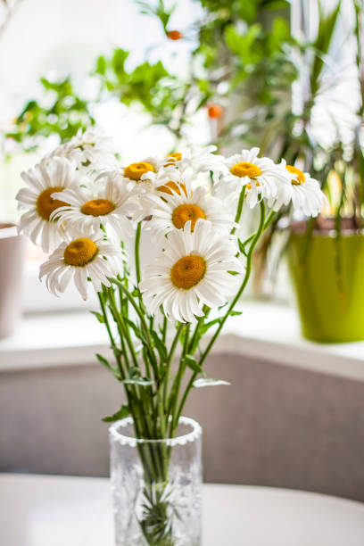 istock A bouquet of large daisies in a vase on a white background. Medium plan, selective snapshot. Selective focus. 1427292147